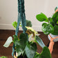 Macrame Plant Hanger