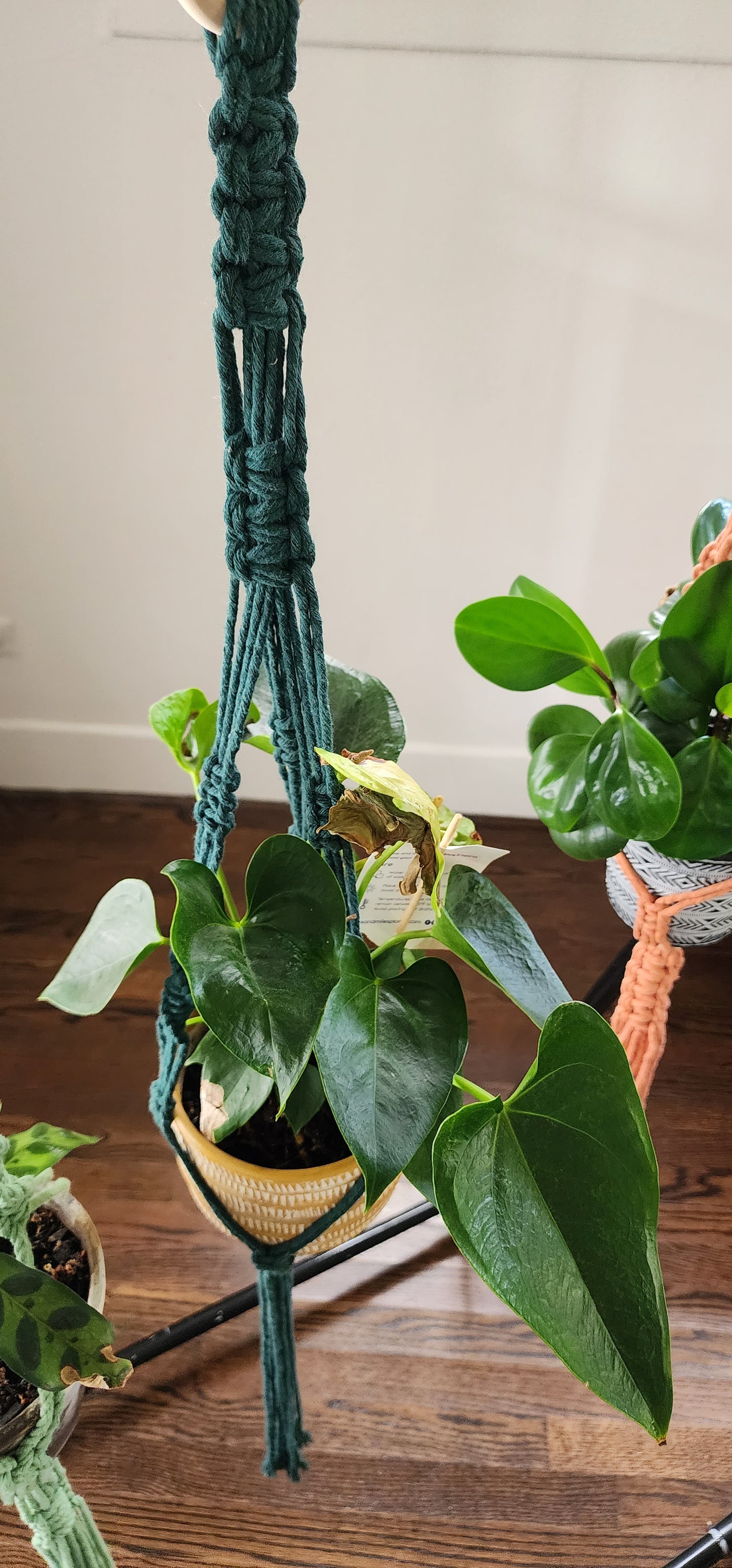 Macrame Plant Hanger