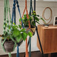 Macrame Plant Hanger